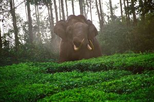6922_Wild-elephant-in-a-Tea-Plantation-above-Munnar